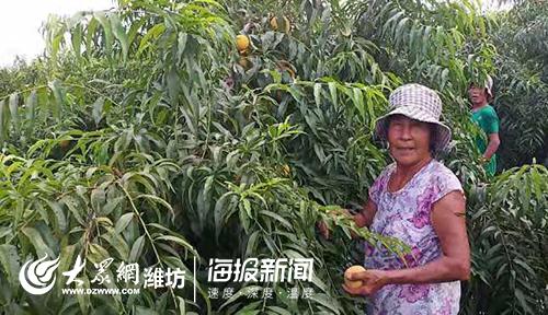 鲜食黄桃最新品种，解锁夏日甜蜜新体验